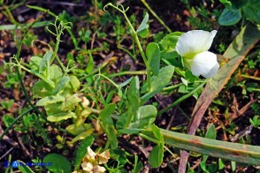 Lathyrus oleraceus subsp. oleraceus (Pisum sativum subsp. sativum): Pisello selvatico