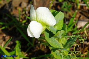 Lathyrus oleraceus subsp. oleraceus (Pisum sativum subsp. sativum): Pisello selvatico