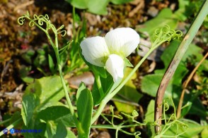 Lathyrus oleraceus subsp. oleraceus (Pisum sativum subsp. sativum): Pisello selvatico