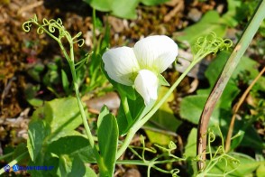 Lathyrus oleraceus subsp. oleraceus (Pisum sativum subsp. sativum): Pisello selvatico