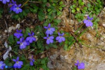 Solenopsis bivonae (Laurentia bivonae, Solenopsis minuta subsp. nobilis): Laurenzia di Bivona