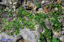 Solenopsis bivonae (Laurentia bivonae, Solenopsis minuta subsp. nobilis): Laurenzia di Bivona