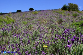 Lavandula stoechas (Lavanda selvatica)