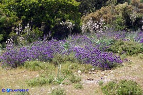 Lavandula stoechas (Lavanda selvatica)