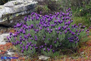 Lavandula stoechas (Lavanda selvatica)