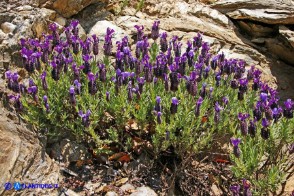 Lavandula stoechas (Lavanda selvatica)