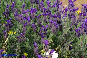 Lavandula stoechas (Lavanda selvatica)