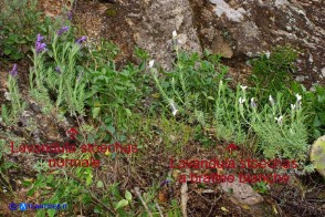 Lavandula stoechas (Lavanda selvatica normale e con le brattee bianche)