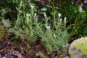 Lavandula stoechas (Lavanda selvatica con le brattee bianche)