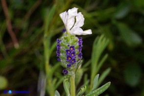 Lavandula stoechas (Lavanda selvatica con le brattee bianche)