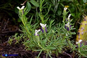 Lavandula stoechas (Lavanda selvatica con le brattee bianche)