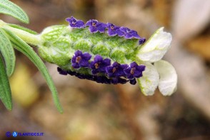 Lavandula stoechas (Lavanda selvatica con le brattee bianche)