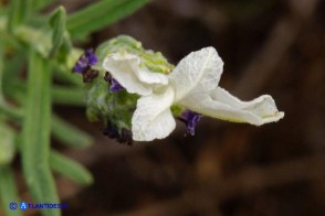 Lavandula stoechas (Lavanda selvatica con le brattee bianche)