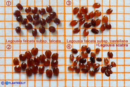 Legousia falcata spp. falcata e castellana (Specchio di Venere falcato e di Castiglia): i semi