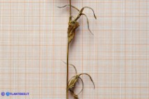 Legousia falcata subsp. falcata (Specchio di Venere falcato)