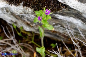 Legousia hybrida (Specchio di Venere ondulato)