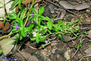 Legousia hybrida (Specchio di Venere ondulato)