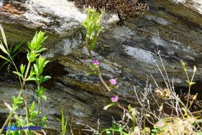 Legousia hybrida (Specchio di Venere ondulato)