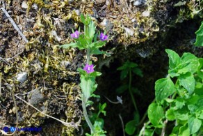 Legousia hybrida (Specchio di Venere ondulato)