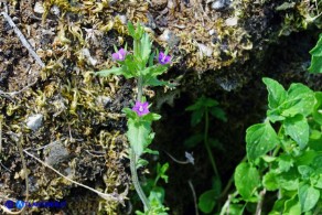 Legousia hybrida (Specchio di Venere ondulato)