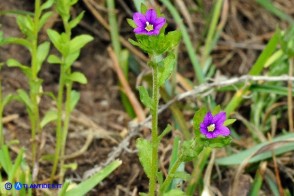 Legousia hybrida (Specchio di Venere ondulato)