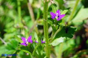 Legousia hybrida (Specchio di Venere ondulato)