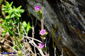 Legousia hybrida (Specchio di Venere ondulato)