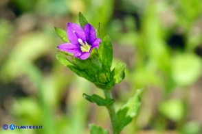 Legousia hybrida (Specchio di Venere ondulato)