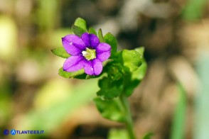 Legousia hybrida (Specchio di Venere ondulato)