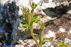 Legousia hybrida (Specchio di Venere ondulato): le capsule