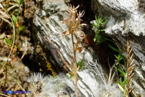 Legousia hybrida (Specchio di Venere ondulato): le capsule