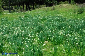 Leucojum aestivum subsp. pulchellum (Campanelle maggiori)