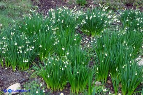 Leucojum aestivum subsp. pulchellum (Campanelle maggiori)