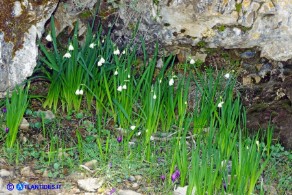 Leucojum aestivum subsp. pulchellum (Campanelle maggiori)