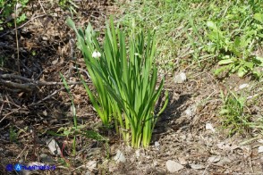 Leucojum aestivum subsp. pulchellum (Campanelle maggiori)