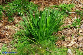 Leucojum aestivum subsp. pulchellum (Campanelle maggiori)