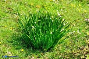 Leucojum aestivum subsp. pulchellum (Campanelle maggiori)