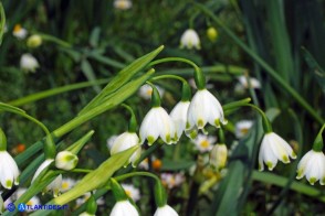 Leucojum aestivum subsp. pulchellum (Campanelle maggiori)