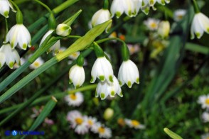 Leucojum aestivum subsp. pulchellum (Campanelle maggiori)