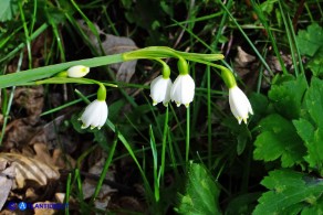 Leucojum aestivum subsp. pulchellum (Campanelle maggiori)