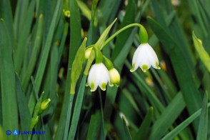 Leucojum aestivum subsp. pulchellum (Campanelle maggiori)