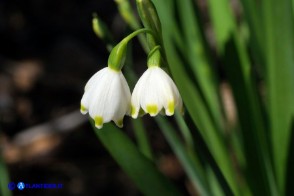 Leucojum aestivum subsp. pulchellum (Campanelle maggiori)