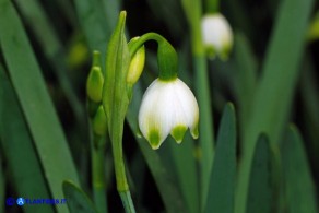 Leucojum aestivum subsp. pulchellum (Campanelle maggiori)