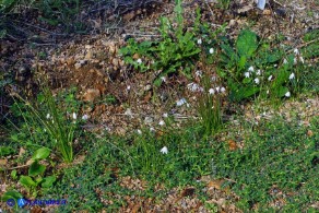 Acis autumnalis (Leucojum autumnale): Campanelle autunnali