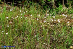 Acis autumnalis (Leucojum autumnale): Campanelle autunnali