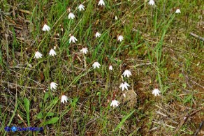 Acis autumnalis (Leucojum autumnale): Campanelle autunnali