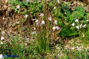 Acis autumnalis (Leucojum autumnale): Campanelle autunnali