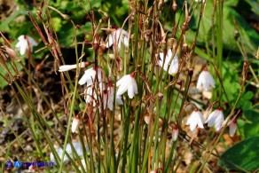 Acis autumnalis (Leucojum autumnale): Campanelle autunnali