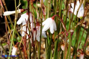 Acis autumnalis (Leucojum autumnale): Campanelle autunnali