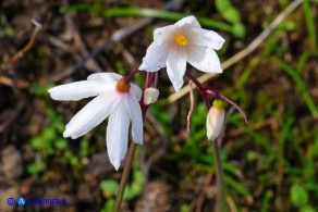 Acis autumnalis (Leucojum autumnale): Campanelle autunnali